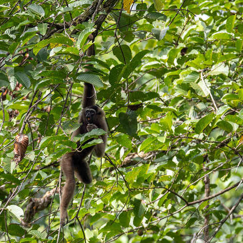 East Bornean Gray Gibbon