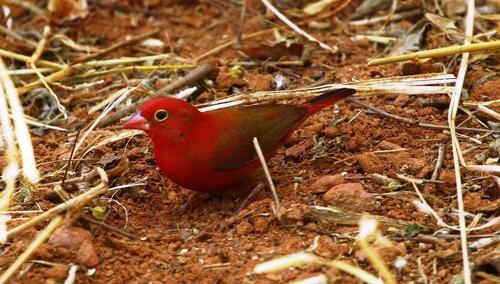 Red-billed Firefinch