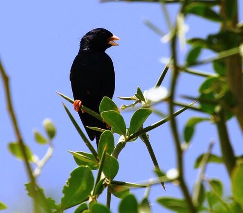 Village Indigobird