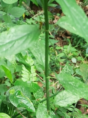 (c) Sindhu Haridas, some rights reserved (CC BY) Clinacanthus nutans, photograph (c) Sindhu Haridas, some rights reserved (CC BY)