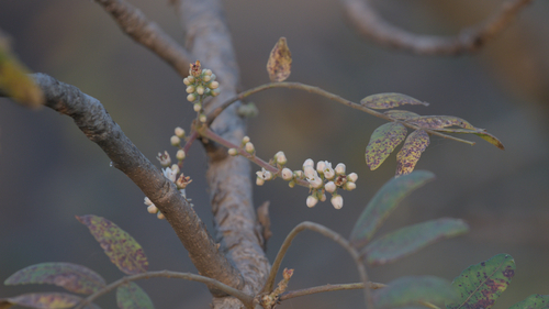 Indian frankincense (Boswellia serrata)