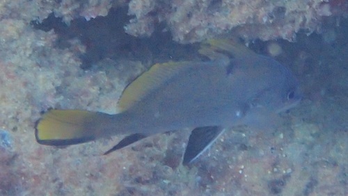Brown Meagre