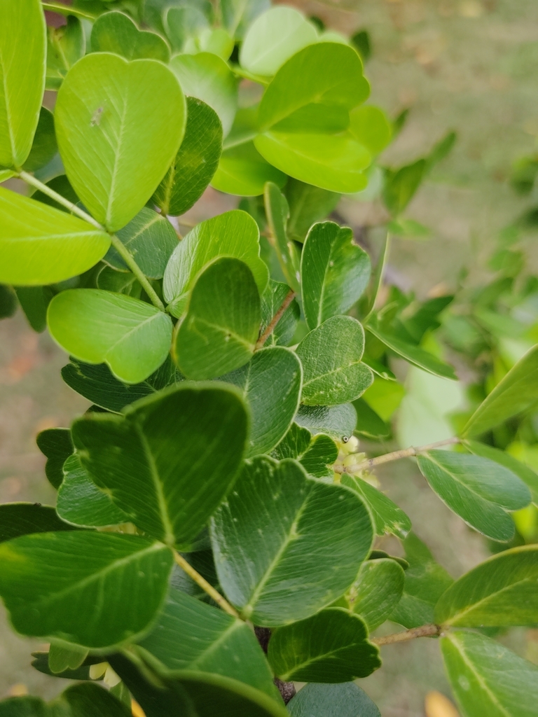 Haematoxylum