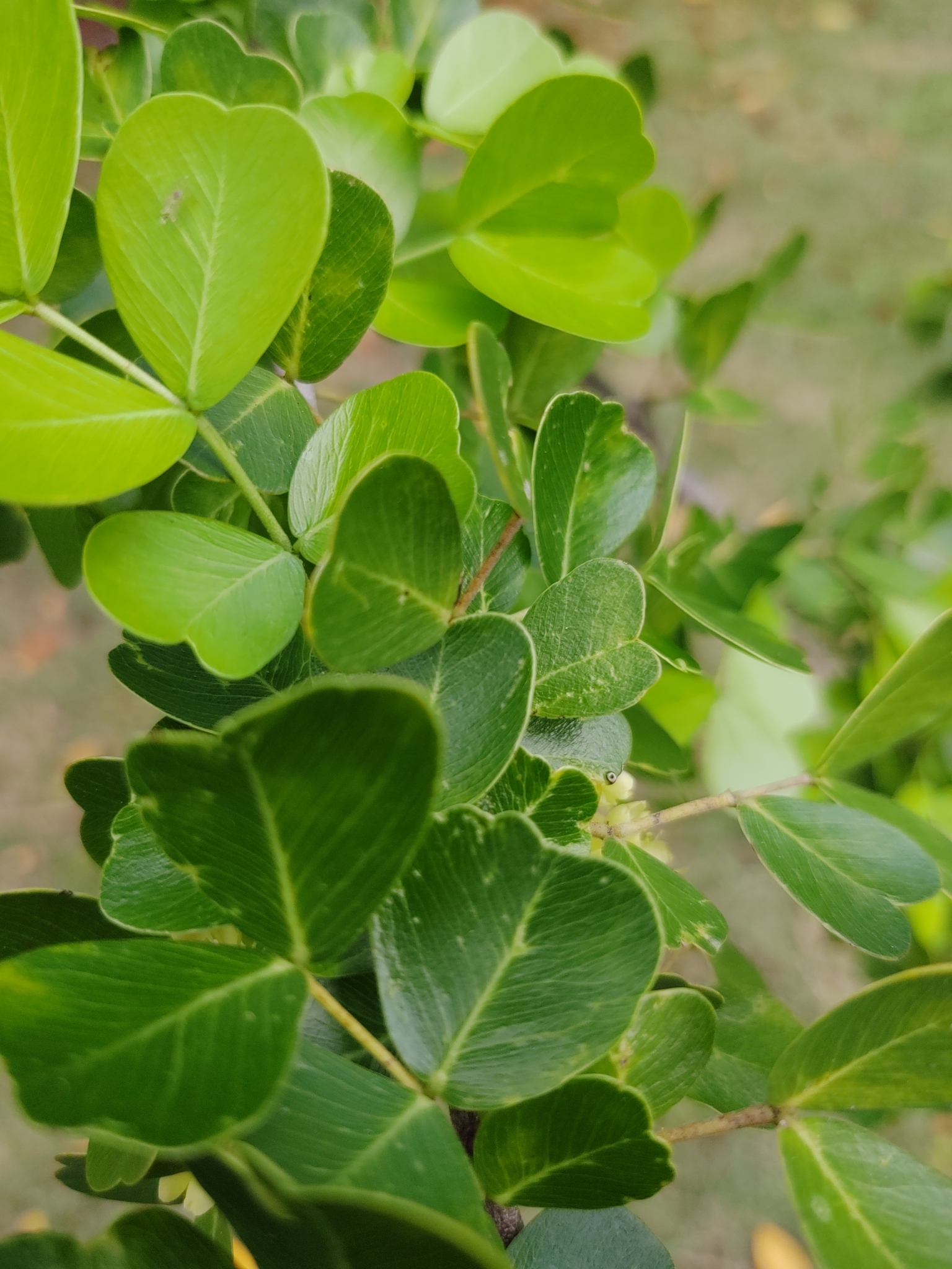 Haematoxylum