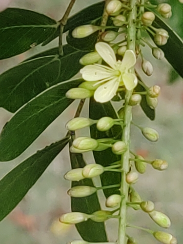 Bloodwood Tree