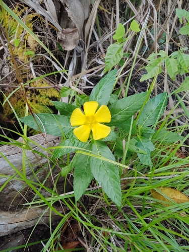 Turnera ulmifolia