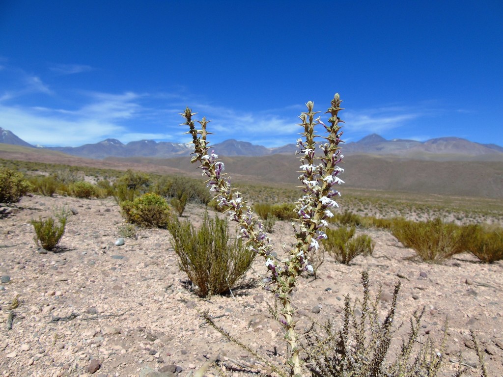 Junellia bryoides
