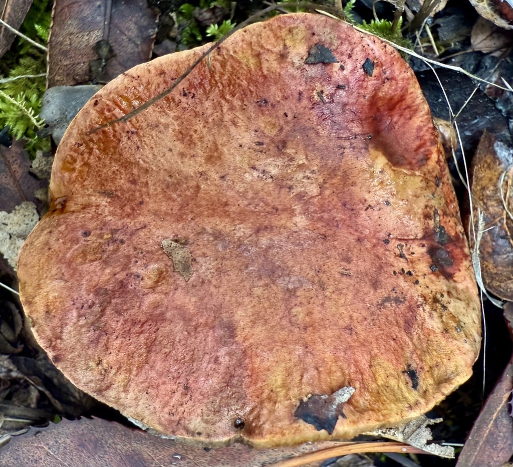 Suillellus amygdalinus · November 2025 · photo: © hllrnnr (iNaturalist, cc0)