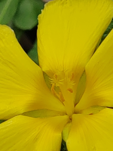 Turnera ulmifolia