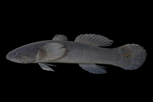 Tailspot sleeper (Oxyeleotris urophthalmus) — Eleotridae — 2