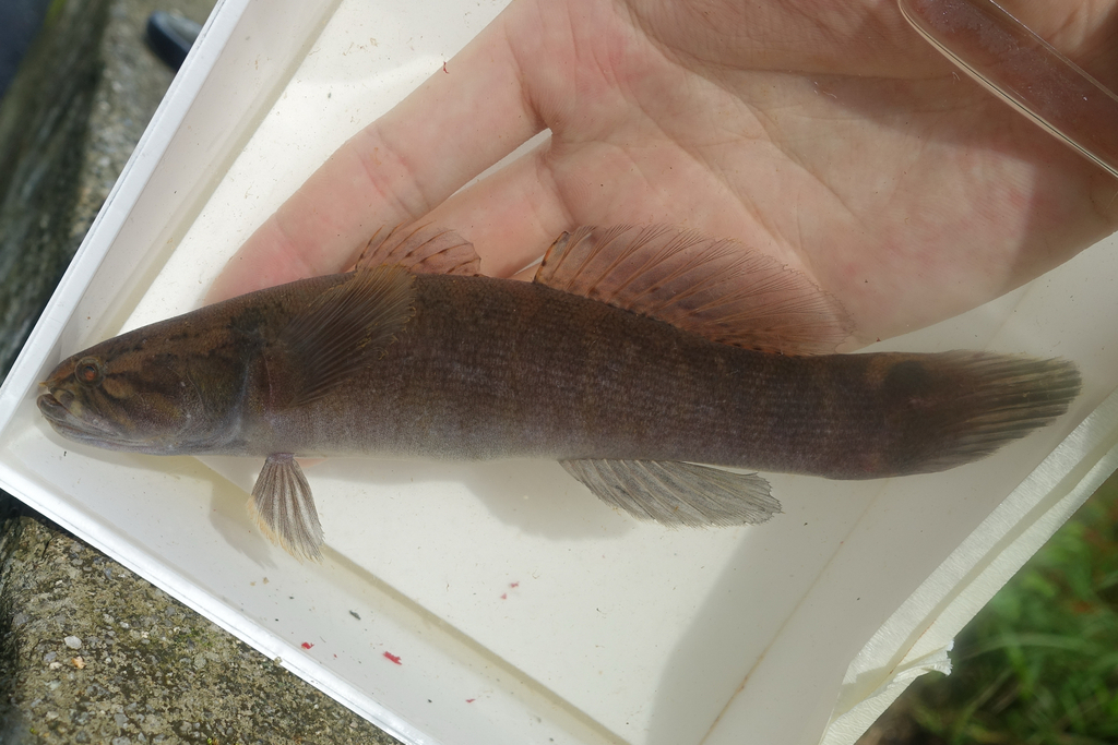 Oxyeleotris urophthalmus
