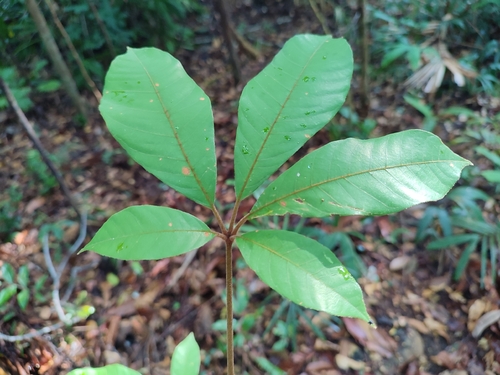 Heritiera simplicifolia observed 2025-11-16
