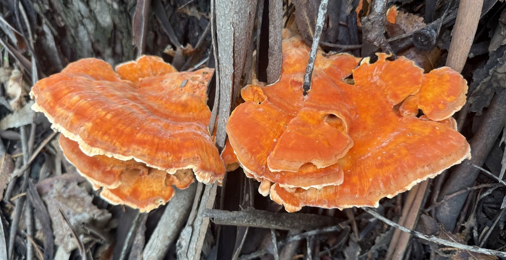 Laetiporus gilbertsonii · November 2025 · photo: © hllrnnr (iNaturalist, cc0)