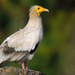 Egyptian Vulture - Photo (c) Srihari Kulkarni, some rights reserved (CC BY-ND)
