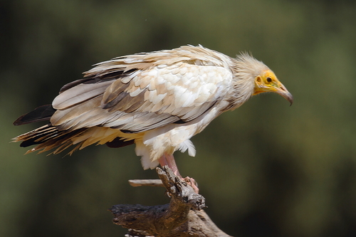 Egyptian Vulture