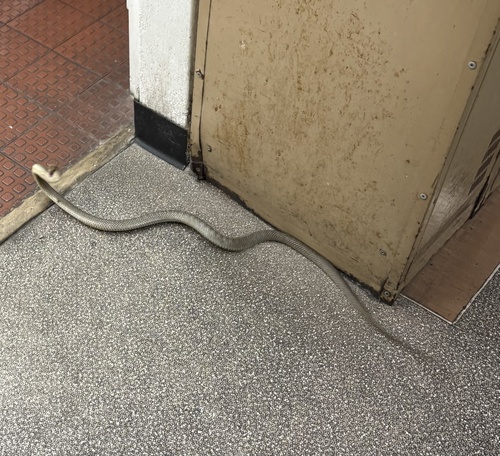 Eastern Brown Snake sighting