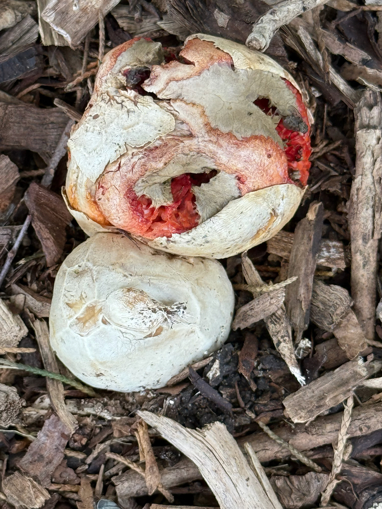Clathrus ruber · November 2025 · photo: © cygnusa (iNaturalist, cc-by)