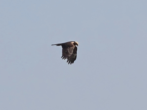 Western Marsh Harrier