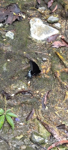 Papilio ascalaphus ascalaphus