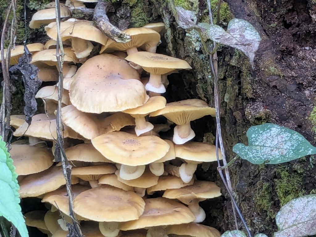 Armillaria mellea · November 2025 · photo: © mami_t_t (iNaturalist, cc-by)