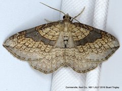Orthonama evansi