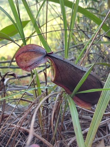Nepenthes tomoriana Danser 3