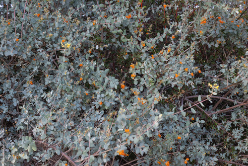 Lonicera hypoleuca