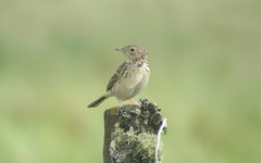 Anthus hellmayri