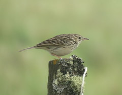 Anthus hellmayri