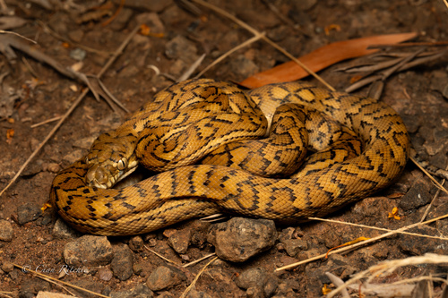 Coastal Carpet Python sighting