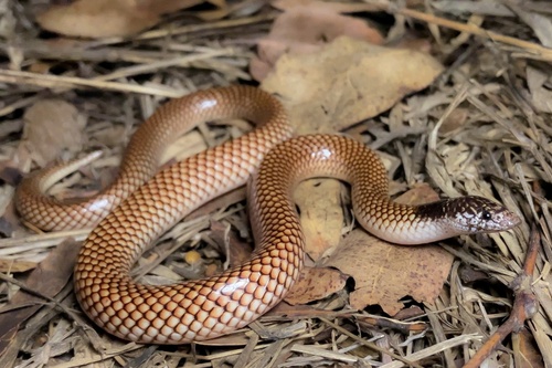 Robust Burrowing Snake sighting