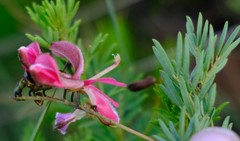 Indigofera hedyantha