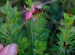 Indigofera hedyantha