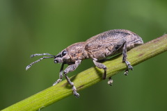Tanymecus palliatus