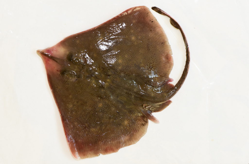 Yellow Spotted Skate