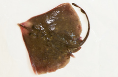 Yellow Spotted Skate photo 1