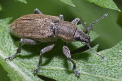 Tanymecus palliatus
