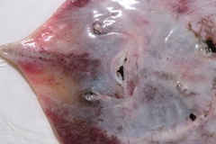 Yellow Spotted Skate photo 3
