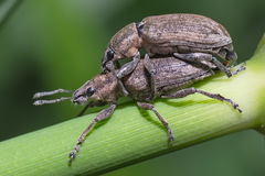 Tanymecus palliatus