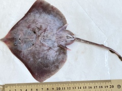 Yellow Spotted Skate photo 2
