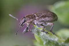 Tanymecus palliatus