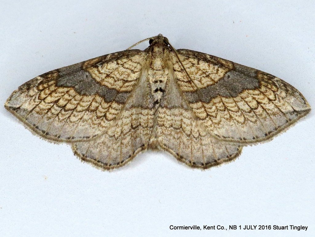 Orthonama evansi