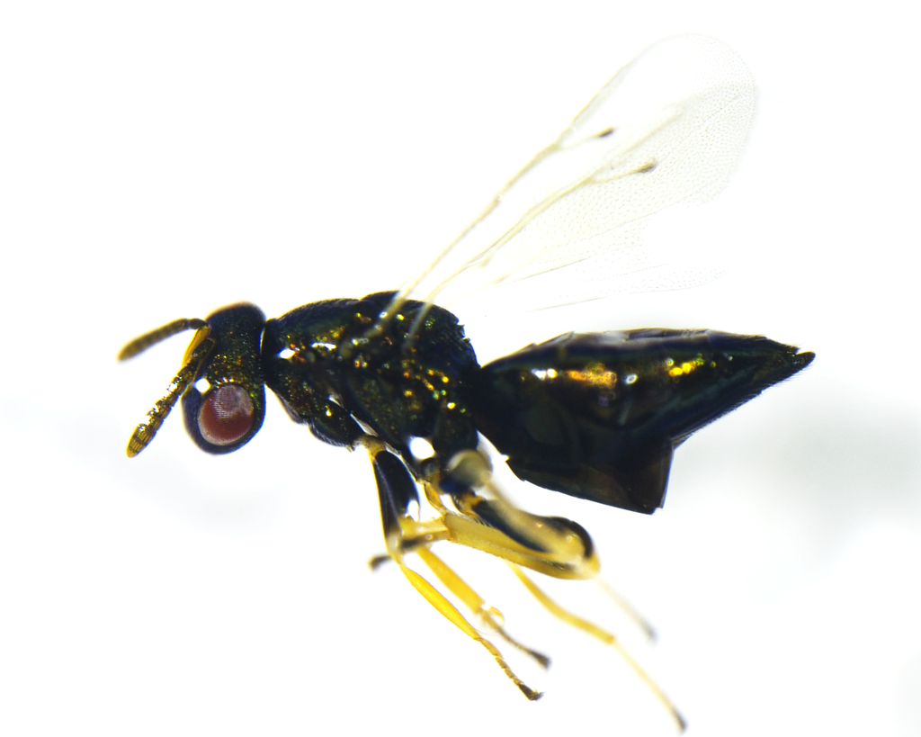 Mesopolobus incultum