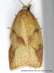 Sparganothis xanthoides