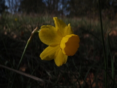 Narcissus assoanus