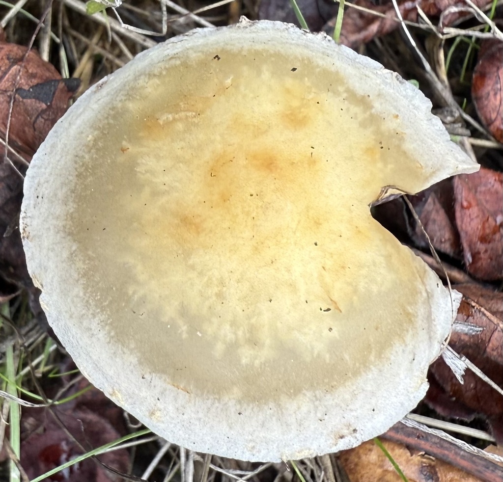 Leratiomyces percevalii · November 2025 · photo: © hllrnnr (iNaturalist, cc0)