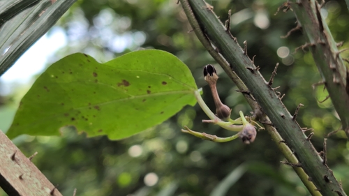 Ceropegia maculata