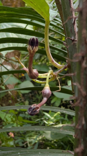 Ceropegia maculata