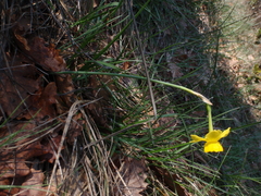 Narcissus assoanus