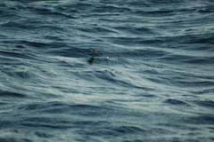 Pelagodroma marina
